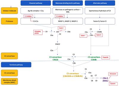 Urinary complement biomarkers in immune-mediated kidney diseases